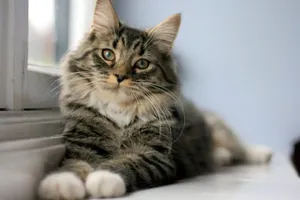 What's Your Cat Personality? What's Your Cat Personality?