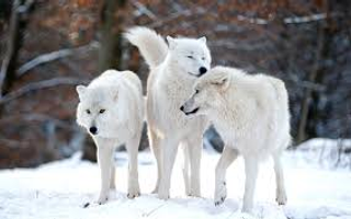 Wolfie quiz