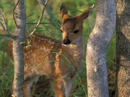 What forest animal are you? What forest animal are you?