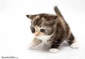 My second how well do you know warrior cats? My second how well do you know warrior cats?