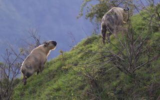 Which Mammal Are You? Which Mammal Are You?