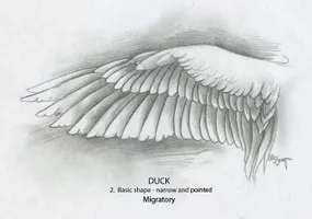 What type of wings do you have? What type of wings do you have?