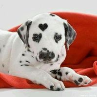 How Much Do You Know About Dogs? How Much Do You Know About Dogs?