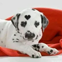How Much Do You Know About Dogs? How Much Do You Know About Dogs?