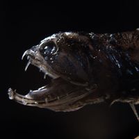 Sea Monsters Quiz Sea Monsters Quiz