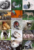 What's Your Animal Behavior Personality? What's Your Animal Behavior Personality?