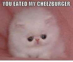 What breed of cat is PURRfect for you? What breed of cat is PURRfect for you?