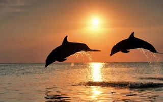 What sea animal are you? What sea animal are you?