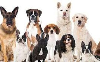 Which dog should you adopt/buy? Which dog should you adopt/buy?