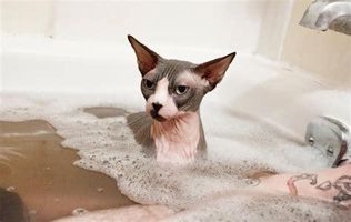 Which kitten will you get? Which kitten will you get?