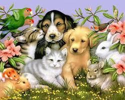 What animal are you? (24) What animal are you? (24)