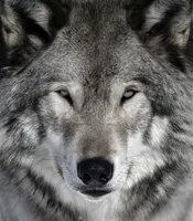 What animal of the canine family are you? What animal of the canine family are you?