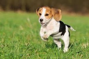 Which dog breed are you? (1) Which dog breed are you? (1)
