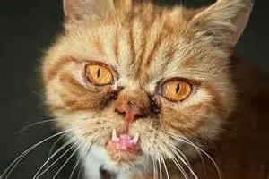 Are You Ugly? Bonus Question Answered: Does He / She Like You? Are You Ugly? Bonus Question Answered: Does He / She Like You?