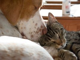 What's Your Pet Personality? What's Your Pet Personality?