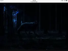 Enchanted by the night Enchanted by the night