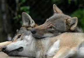Poems about wolves Poems about wolves