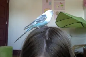 How I Got My Budgies! How I Got My Budgies!