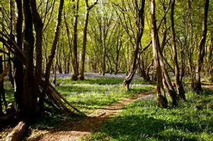 Willow's Refuge: A Creepypasta Story