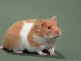 the evil hamster the evil hamster