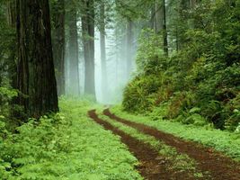 The Forgotten Forest. The Forgotten Forest.