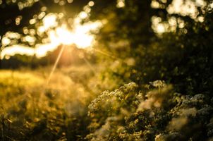 plants, herbs, and the ten plants of the sacred meadow plants, herbs, and the ten plants of the sacred meadow