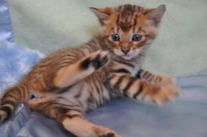 Tiger Tiger