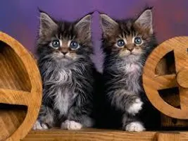 A Kitties favorite things and life A Kitties favorite things and life