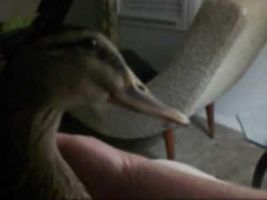 Funny Camera Pecking Duck Funny Camera Pecking Duck