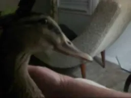 Funny Camera Pecking Duck Funny Camera Pecking Duck