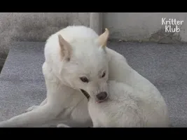 Dog Has Severe OCD, And Harms Herself | Animal In Crisis EP21 Dog Has Severe OCD, And Harms Herself | Animal In Crisis EP21