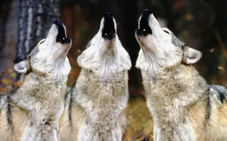 What kind of canine are you? | PlayBuzz