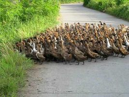 2000 Ducks 2000 Ducks