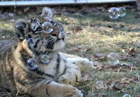 KeGrimm on Twitter: "omg I now see Elska being pacified by bubbles.XD https://t.co/ws4FnNxkER" KeGrimm on Twitter: "omg I now see Elska being pacified by bubbles.XD https://t.co/ws4FnNxkER"