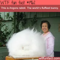 Angora rabbit, fluffiest bunny - WTF fun facts