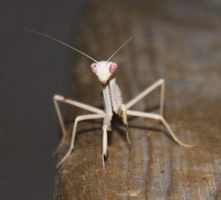 Do Albino Praying Mantises Suck Do Albino Praying Mantises Suck