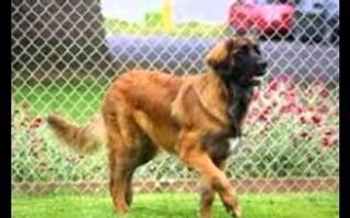 Some dogs you've just got to see! Leonbergers Some dogs you've just got to see! Leonbergers