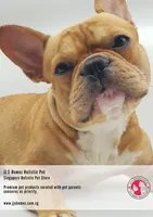 Best Pet Store Singapore | JJ E-Homez Holistic Pet Best Pet Store Singapore | JJ E-Homez Holistic Pet