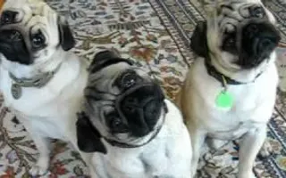 The Pug Head Tilt The Pug Head Tilt