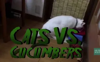 Cats VS Cucumbers Cats VS Cucumbers