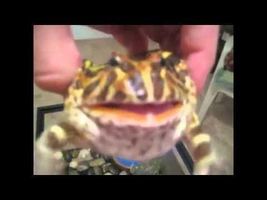 Even more screaming frogs Even more screaming frogs