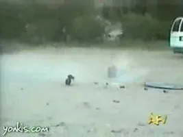 Firework Dog! Firework Dog!