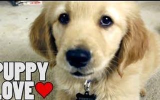 Puppy Love Puppy Love