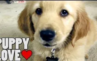 Puppy Love Puppy Love