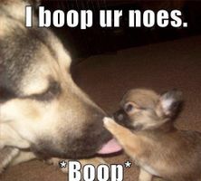 Image: TOP 79 Funny and Cute Puppies Memes | Funny Dogs | Pinterest ... Image: TOP 79 Funny and Cute Puppies Memes | Funny Dogs | Pinterest ...
