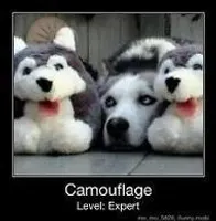 Is Huskies for you? - Pesonality Quiz | Qfeast Is Huskies for you? - Pesonality Quiz | Qfeast