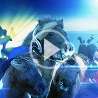 Three | The Pony mixer - The new One Direction- pony version! Three | The Pony mixer - The new One Direction- pony version!