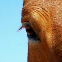 HorseLover01 HorseLover01