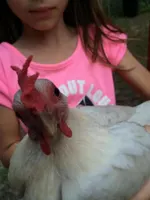 Starr the Domesticated Housechicken! Starr the Domesticated Housechicken!