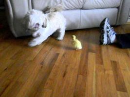 Dog scared of baby duck Dog scared of baby duck